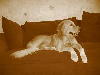 Dogs name: WilsonOwners Name: GennyHe is the most sweet baby in the whole world, so smart...and cute...I love Him so much!!