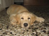 Dogs name: NanaOwners Name: GennyShe is crazy!...so wild...and so special...I love her too...