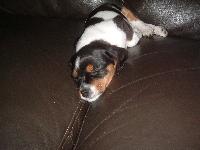 Dogs name: AlfieOwners Name: Heidi Sweatland8wks old