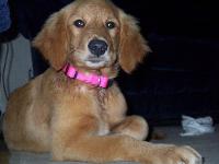Dogs name: StellaOwners Name: Chrissy
