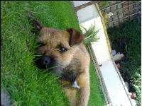 Dogs name: rafaOwners Name: lewisthis is rafa after his birthday he is now 1 years old and i love him loads.