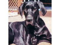 Dogs name: AngusOwners Name: Laurie A. P. CopelandRegal Angus
The Black Beauty who fought a hard battle of illness and was valiant through it all.
We love you Angus forever.