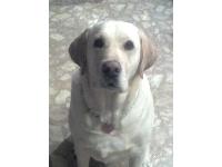 Dogs Name: BlakeOwners Name: Sherry CockrillBlake is 3 years old..He adopted my family along with 2 Bassets and 3 Cats...He loves everyone and is a great dog..