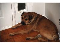 Dogs Name: MaxGreat dog but he can be extremely protective...I rescued him at 8 months...now 2 yrs and 125lbs...