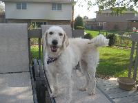 Dogs Name: CaseyOwners Name: ColleenCasey is a 14 month old labradoodle. I resqued her from a shelter 3 months ago. She is the most loving dog and boy is she smart. She can also jump incredibly high