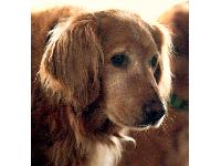 Dogs Name: DizzyOwners Name: John YatesOur Grand Old Boy, eight this year and still a puppy at heart, well, a hundred pound puppy. Shares (sheds) the roost with two other Golden's, Mulligan and Calvin.
