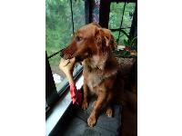 Dogs Name: MulliganOwners Name: JohnA quiet adopted Golden with shorter hair that Dizzy or Calvin. He's Calvin's favorite chew-toy and the chicken is his.