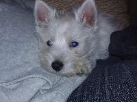 Dogs Name: ArchieMy pride and joy.