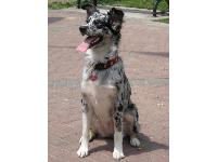 Dogs Name: fijiOwners Name: thais norriscoolest breed of dog in the world, she loves frisbee and just chillin with mommy.
