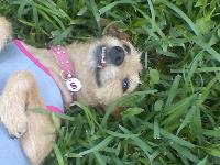 Dogs Name: ScrappyOwners Name: BrenLooking cute