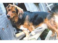 Dogs Name: OzzyOwners Name: PatLittle Oz is a pound pup and has given us many years of unconditional love.  He is a good hearted little fellow and rules the roost with 3 Rotties. I was told he is part Basset and part Shepard.  A fine combo.