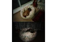 Dogs Name: inky