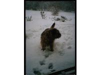 Dogs Name: inkyOwners Name: sueour dear inky in Germany, his first experience of snow. Sadly he passed away aged 14,in 2003. He was an absolute delight.