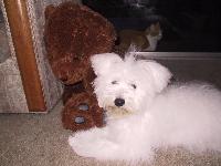Dogs Name: Maci MarieOwners Name: KrissyMaci is the most intelligent,and acrobatic
dog I have ever seen 
her face says \LOVE ME!\