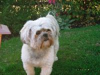 Dogs Name: TOFFEEOwners Name: WENDY AND MICHAELTHIS IS A PICTURE OF OUR BOY
HE IS 4 YEARS OLD AND HE IS A REAL SWEETIE.