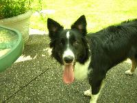 Dogs Name: LizzieOwners Name: Karlie Stearns