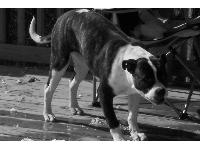 Dogs Name: MissyOwners Name: The MillsOur Pit bull, she is a sweetie