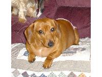 Dogs Name: AnnieOwners Name: Ed & Marietta McKinneyOur girl Annie! As you can see she likes to eat. Annie steals the heart of everyone that walks into our door. It is true, once you have a doxie you want another one.