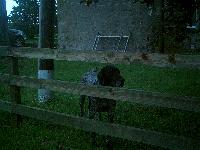 Dogs Name: zackOwners Name: david martin