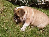 Dogs Name: BETO AND LULAOwners Name: ANDREW MCCALLISTER