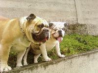 Dogs Name: BETO AND LULAOwners Name: ANDREW