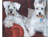 Dogs Name: Bo and CandyOwners Name: Kathy D.Bo, 5 and Candy, 6, \share\ Bo's recliner. Or so he THINKS it's his. These are my 2nd and 3rd schnauzers. Love the breed for their love of their owner. Truly have distinctive personalities.