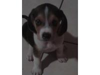Dogs Name: kaizerOwners Name: AliciaKaizer have a lot of energy, now his 8 mounths old.