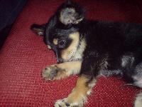 Dogs Name: princeOwners Name: jennie