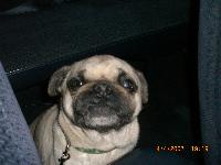 Dogs Name: chuchoOwners Name: ana