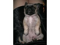 Dogs Name: lolaOwners Name: ana