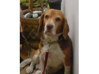 Dogs Name: LucasOwners Name: SebasEl webon mas grande del mundo es la neta este compa