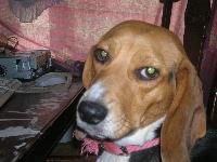 Dogs Name: BellOwners Name: Daniel ArnoldMy dog bell is so cuute!
