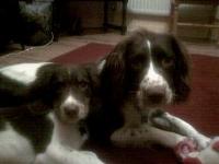 Dogs Name: Dylan (Right) & TitchOwners Name: Lisa James