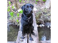Dogs Name: OxfordThis is 