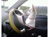 Dogs Name: Gabby
