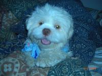 Dogs Name: BobbyOwners Name: JenniferHe is a 2yr old bundle of sweet sweet joy. He is so sweet and playful...