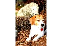 Dogs Name: HannahHannah is 5 years old. She is pure bread and her father was a champion. She is energetic and loving. She once nursed a kitten and thought it was her puppy. As well as many of her stuffed animals. Including a plastic rattlesnake named 