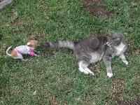Dogs Name: China DollOwners Name: DK SkipperChina Doll 1 lb 12 oz. with Indy (rag doll mix) 14 lbs.