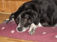 Dogs Name: ZoeyOwners Name: LaraOur Zoey is in her usual 'snoozing on her bed' pose.She is 10 years old and we adopted her 2 years ago. She has a beagle like head,with Dalmation like dlamation coloring of black and white. She's a sweetie!