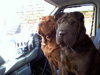 Dogs Name: Mr Bojangles and Miss Tia MariaOwners Name: SJ