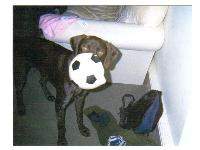 Dogs Name: dougalhe