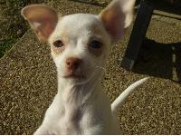 Dogs Name: LucyOwners Name: Loran SmithShe is a doll, the sweetest dog I've ever had.