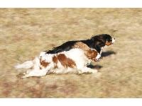 Dogs Name: Tucker and ChumleyOwners Name: Bill and Anne Marsh