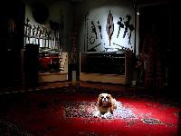 Dogs Name: Tucker MarshOwners Name: Bill and Anne Marsh