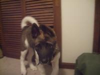 Dogs Name: baku mizuhe just a lil guy here