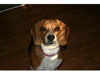 Dogs Name: MollyOwners Name: WarfordsMolly is 1.5 yrs old. We adopted her from a shelter. She is our first dog and she is wonderful with our kids! And she is beautiful to us.