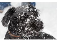 Dogs Name: Blaze TiberiusOwners Name: T Smithwww.theblackpaw.net