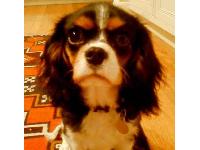 Dogs Name: Olive