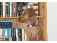 Dogs Name: BellaOwners Name: CTThe love of our life!
