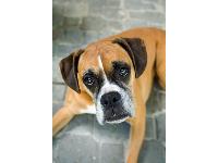 Dogs Name: EthelOwners Name: KC